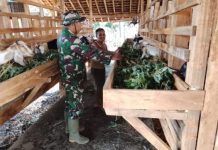 Bangkitkan Ketahanan Pangan, Satgas TMMD Ke-129 Kodim 0412/LU Sambangi Peternak Kambing di Baru Raharja