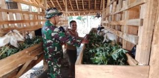 Bangkitkan Ketahanan Pangan, Satgas TMMD Ke-129 Kodim 0412/LU Sambangi Peternak Kambing di Baru Raharja