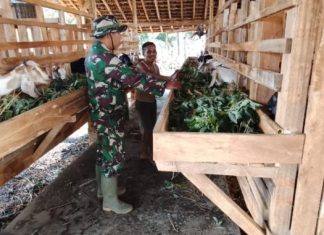 Bangkitkan Ketahanan Pangan, Satgas TMMD Ke-129 Kodim 0412/LU Sambangi Peternak Kambing di Baru Raharja