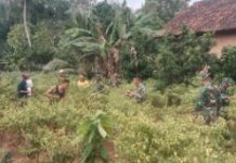 Cabai Rawit di Ujung Sungkai: Saat Manunggal TNI dan Petani Menjaga Napas Pangan