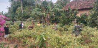 Cabai Rawit di Ujung Sungkai: Saat Manunggal TNI dan Petani Menjaga Napas Pangan
