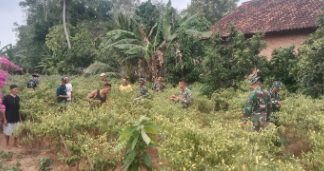Cabai Rawit di Ujung Sungkai: Saat Manunggal TNI dan Petani Menjaga Napas Pangan