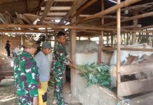 Perkuat Ketahanan Pangan Daerah, Satgas TMMD Kodim 0412/LU Sambangi Peternakan Sapi Pak Kacep