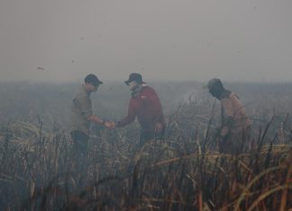 Gubernur Mirza Pastikan Penanganan Kebakaran di Braja Harjosari Terkendali, Tim Gabungan Cegah Api Masuk TN Way Kambas