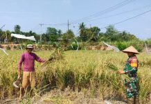 Musim Kemarau Tak Jadi Penghalang, Babinsa Dampingi Petani Panen Padi di Lampung Utara