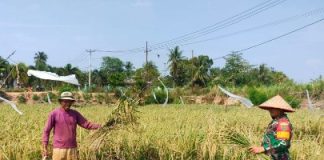 Musim Kemarau Tak Jadi Penghalang, Babinsa Dampingi Petani Panen Padi di Lampung Utara