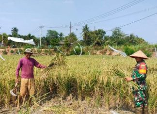 Musim Kemarau Tak Jadi Penghalang, Babinsa Dampingi Petani Panen Padi di Lampung Utara