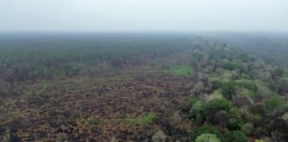 Hujan Bantu Padamkan Karhutla di Way Kambas, Pemprov Lampung Lanjutkan Pemantauan